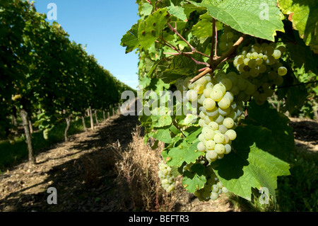 Riesling-Trauben im Elsass - Frankreich Stockfoto