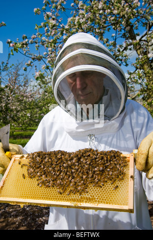 Biene-Keeper Überprüfung seiner Honigbienen in einem Apfelwein Apfelgarten, Sandford. North Somerset, England. Stockfoto