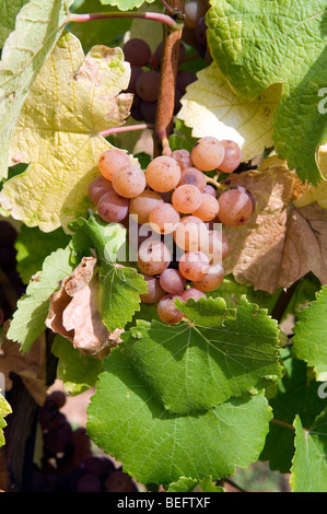 Pinot Gris Traube Stockfoto