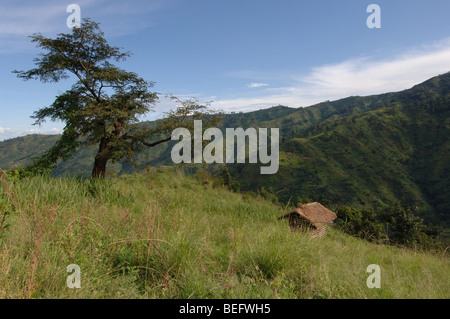 Bakonzo Hause, Ruwenzori-Gebirge, West-Uganda, Afrika Stockfoto