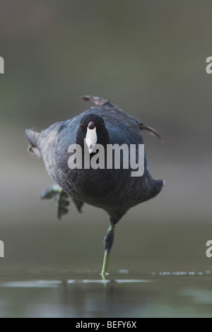 Amerikanisches Blässhuhn (Fulica Americana), Erwachsene, Rio Grande Valley, Texas, USA Stockfoto