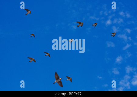 Klippe Schwalbe (Hirundo Pyrrhonota), scharen sich im Flug, Rio Grande Valley, South Texas, USA Stockfoto