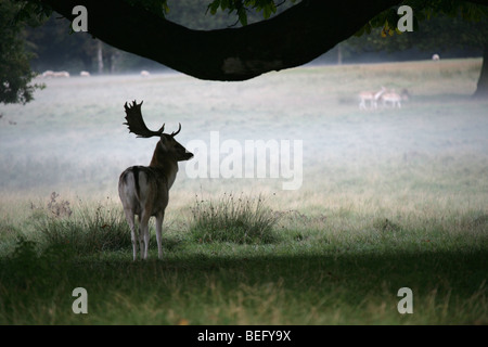 Nachlass von Tatton Park, England. Silhouette am frühen Morgen Blick auf ein Damhirsch roaming frei inmitten Tatton Park. Stockfoto