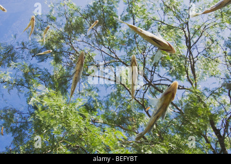Fisch und Mesquite-Baum, Rio Grande Valley, Süd-Texas, USA Stockfoto