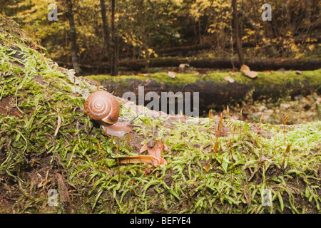 Schnecke (Gastropode) zu landen, auf moosigen Baum, Raven Rock State Park, Lillington, North Carolina, USA Stockfoto