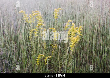 Groß Goldrute (Solidago Altissima) und Broomsedge Bluestem (Andropogon Virginicus), frost beklebt, Raleigh, North Carolina, USA Stockfoto