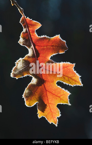 Östlichen schwarz Eiche (Quercus Velutina), Blatt umrandeten in Frost, Lillington, North Carolina, USA Stockfoto