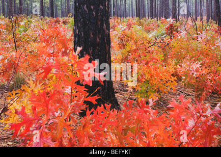 Scharlach-Eiche (Quercus Coccinea) und Longleaf Kiefer, Herbstfarben, Weymouth Woods Sandhills, Southern Pines, North Carolina, USA Stockfoto