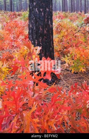 Scharlach-Eiche (Quercus Coccinea) und Longleaf Kiefer, Herbstfarben, Weymouth Woods Sandhills, Southern Pines, North Carolina, USA Stockfoto