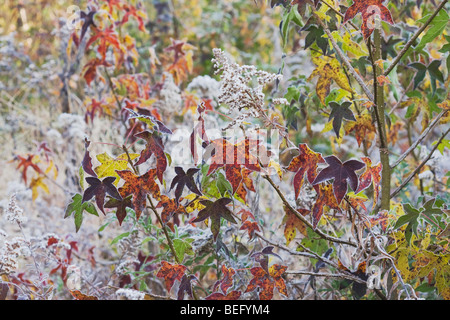 Amerikanisches Sweetgum (Liquidambar Styraciflua), verlässt Frost bedeckt, Lillington, North Carolina, USA Stockfoto