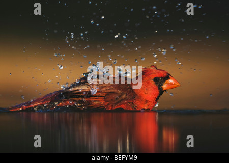 Nördlichen Kardinal (Cardinalis Cardinalis), Männlich, Baden, Rio Grande Valley, Texas, USA Stockfoto