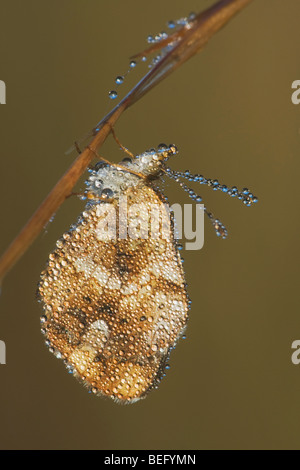 Pearl Crescent (Phyciodes Tharos) Erwachsenen bedeckt im Tau, Howell Woods Environmental Learning Center, vier Eichen, North Carolina Stockfoto