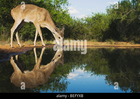 Weiß - angebundene Rotwild (Odocoileus Virginianus), buck, trinken, Rio Grande Valley, Texas, USA Stockfoto