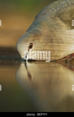 White-bestückte Taube (Leptotila Verreauxi), Erwachsene trinken, Rio Grande Valley, Texas, USA Stockfoto