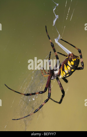 Gelb Kreuzspinne (Argiope Aurantia) erwachsenen Spinnen Netz, Raleigh, North Carolina, USA Stockfoto