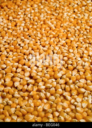 Ein Hintergrund der Mais Bohnen mit einer geringen Schärfentiefe. Stockfoto