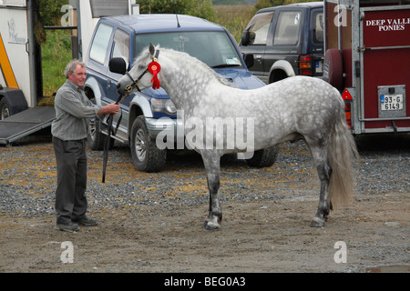 Mann mit einem Connemara Pony-Hengst auf der Maam Cross Pony Show im Juli 2008, Irland Stockfoto