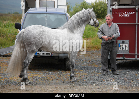 Mann mit einem Connemara Pony-Hengst auf der Maam Cross Pony Show im Juli 2008, Irland Stockfoto