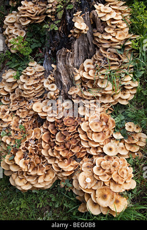 Pilze wachsen auf Baum stumpf Wales UK Stockfoto