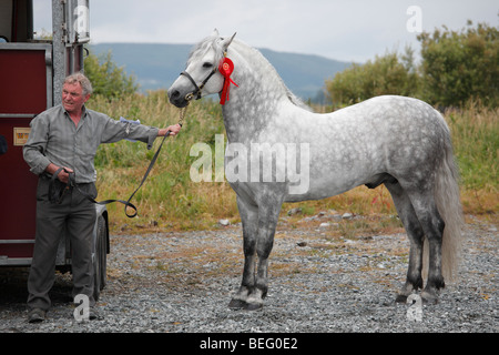 Züchter mit einem Connemara Pony-Hengst auf der Maam Cross Pony Show im Juli 2008, Irland Stockfoto