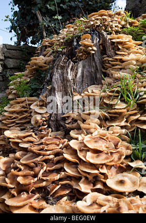 Pilze wachsen auf Baum stumpf Wales UK Stockfoto