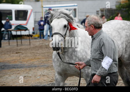 Mann mit einem Connemara Pony-Hengst auf der Maam Cross Pony Show im Juli 2008, Irland Stockfoto