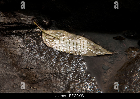 Wassertropfen auf gefallenen Blätter. Stockfoto