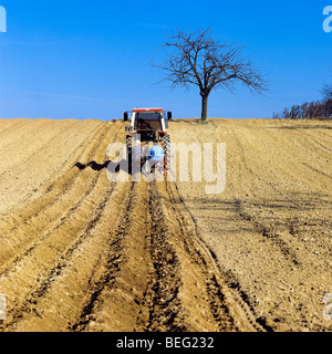 Pflanzen von Kartoffeln, Elsass, Frankreich Stockfoto