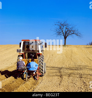 Pflanzen von Kartoffeln, Elsass, Frankreich Stockfoto