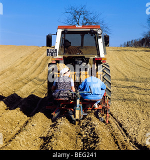 Pflanzen von Kartoffeln, Elsass, Frankreich Stockfoto