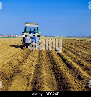 Pflanzen von Kartoffeln, Elsass, Frankreich Stockfoto