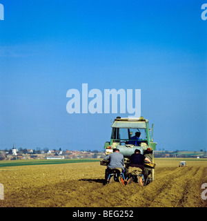 Pflanzt Kartoffeln, Elsass, Frankreich, Europa Stockfoto