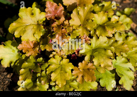 Heuchera Marmelade Purpurglöckchen Stockfoto