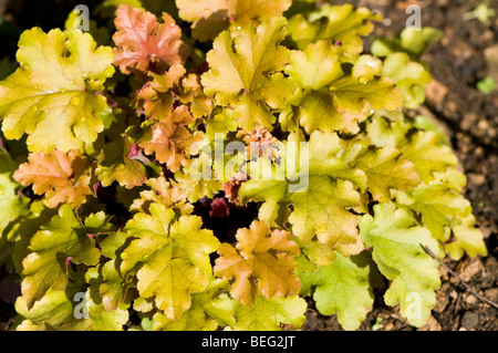 Heuchera Marmelade Purpurglöckchen Stockfoto