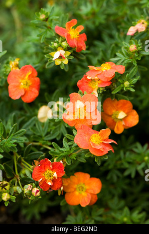 Potentilla Fruticosa Hopleys Orange Stockfoto