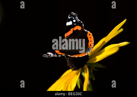 Red Admiral Schmetterling, Vanessa Atalanta, auf Rudbeckia Missouriensis Missouri Black eyed Susan oder Missouri Sonnenhut Stockfoto