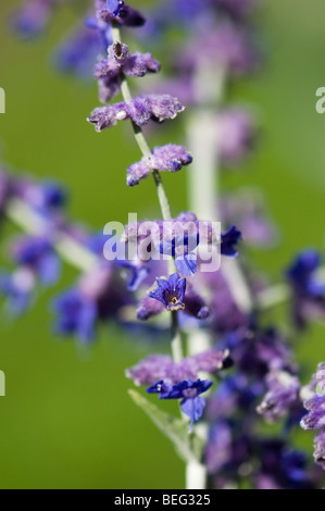 Perovskia Blue Spire russischer Salbei Stockfoto