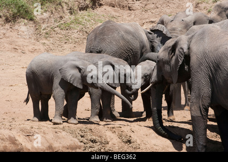 3 niedlichen Baby afrikanische Elefanten zusammen spielen gemeinsam Trunks reden berühren, Mutter Elefanten beobachten Nahaufnahme Landschaft Masai Mara Kenia Stockfoto