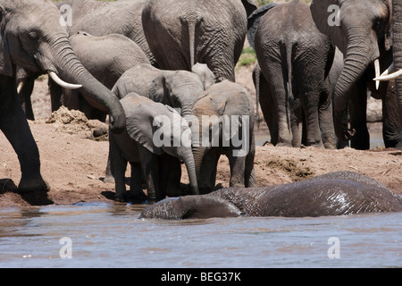 3 niedlichen Baby Elefanten zusammen trinken am Ufer mit Blick auf baden Elefanten im Fluss unterstützende Mom Trunk aus Herde umgebenden Babys Masai Mara Kenia Stockfoto