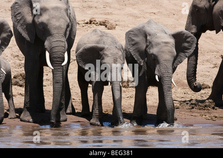 2 Baby Elefanten trinken aufgereiht Spielen im Wasser mit Trunks in Fluß am Flussufer, Nahaufnahme, Stop-action Masai Mara Kenia Stockfoto