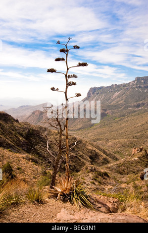 Eine Yucca Pflanze hilft Rahmen den Blick auf Juniper Canyon von Lost Mine Trail in Big Bend Nationalpark, Texas, USA. Stockfoto