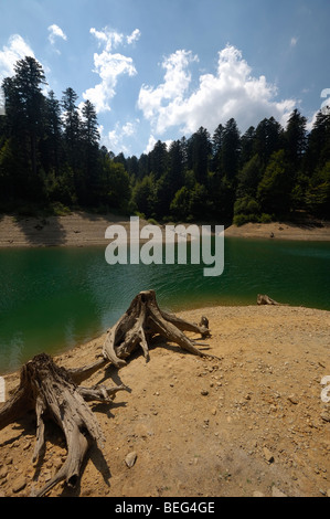 Baumstümpfe am Ufer des Lokvarsko Jezero See in der Nähe von Lokve, Gorski Kotar, Kroatien, Europa Stockfoto