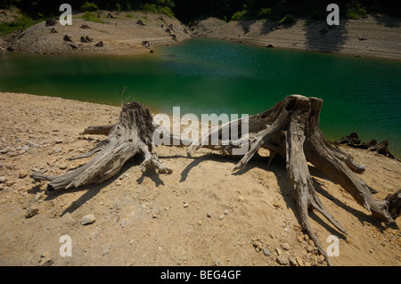 Baumstumpf am Ufer des Lokvarsko Jezero See in der Nähe von Lokve, Gorski Kotar, Kroatien, Europa Stockfoto