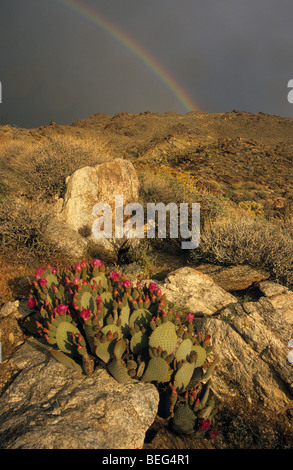 Regenbogen und blühender Beavertail Kaktus, Anza-Borrego Desert State Park, Kalifornien Stockfoto