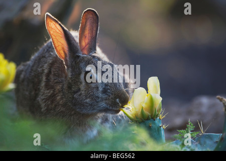 Östlichen Cottontail (Sylvilagus Floridanus), Erwachsene Essen Texas Prickly Pear Cactus Blüte, Rio Grande Valley, Texas, USA Stockfoto