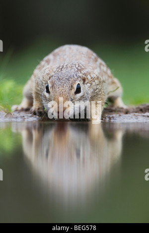 Mexikanischer Ziesel (Spermophilus Mexicanus), Erwachsene trinken, Rio Grande Valley, Texas, USA Stockfoto