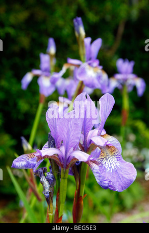 Iris Sibirica "Tropic Night" Stockfoto