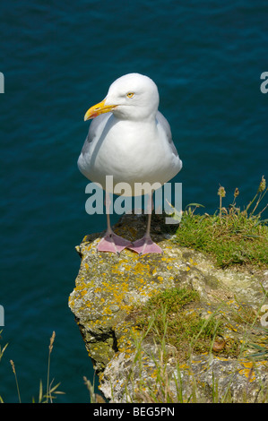 Silbermöwe (Larus Argentatus) bei Falaise D¨aval. Etretat. Côte d ' D´Albatre. Haute-Normandie. Normandie. Frankreich Stockfoto