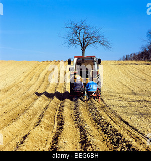 Pflanzen von Kartoffeln, Elsass, Frankreich Stockfoto