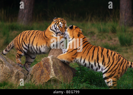 Zwei sibirische Tiger vor einem dunklen Wald spielen Stockfoto